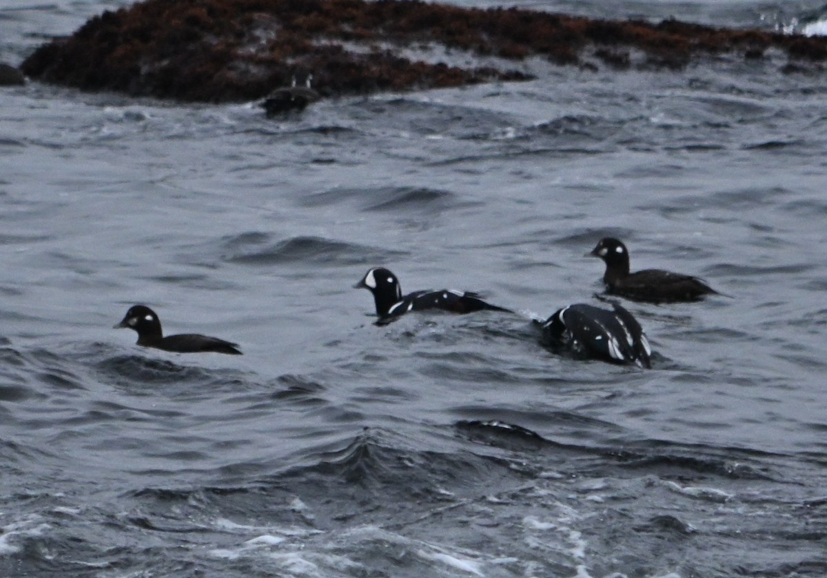 Harlequin Duck - ML646557609