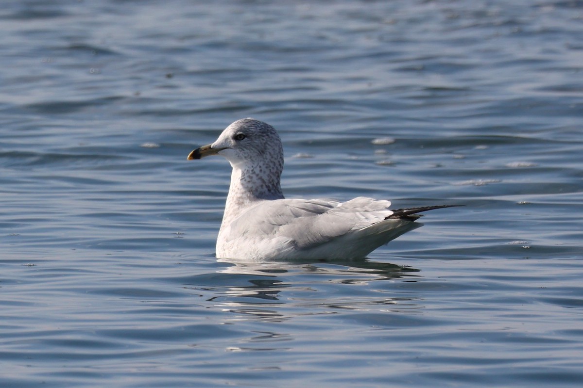 American Herring Gull - ML646557611