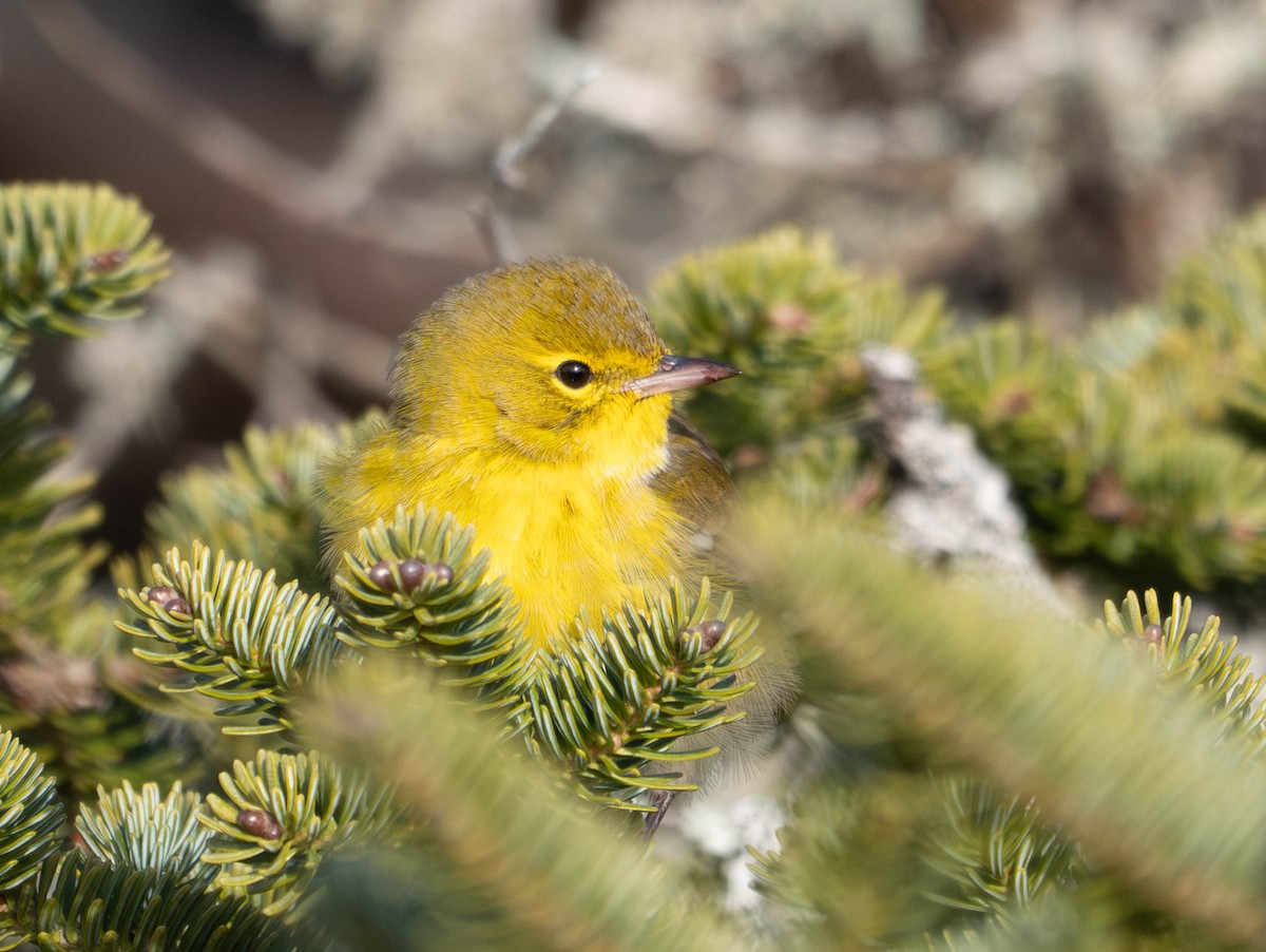 Paruline des pins - ML646557612