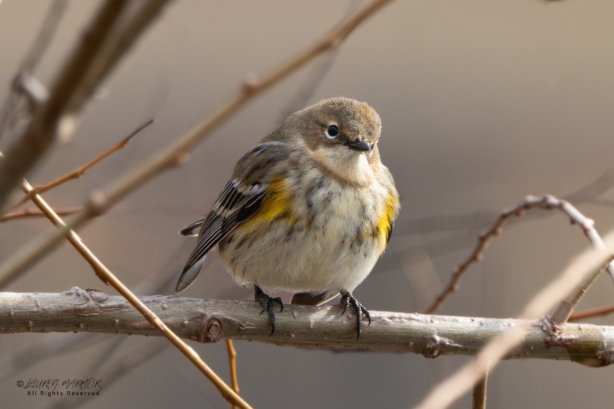 Пісняр-лісовик жовтогузий - ML646557613