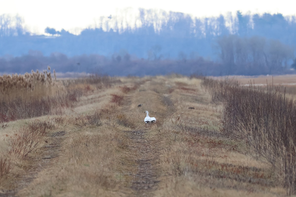 Гуска Роса - ML646557614