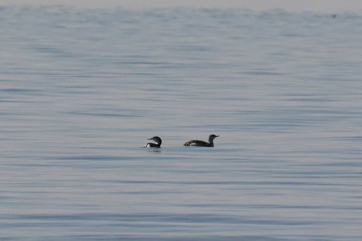 紅喉潛鳥 - ML646557616