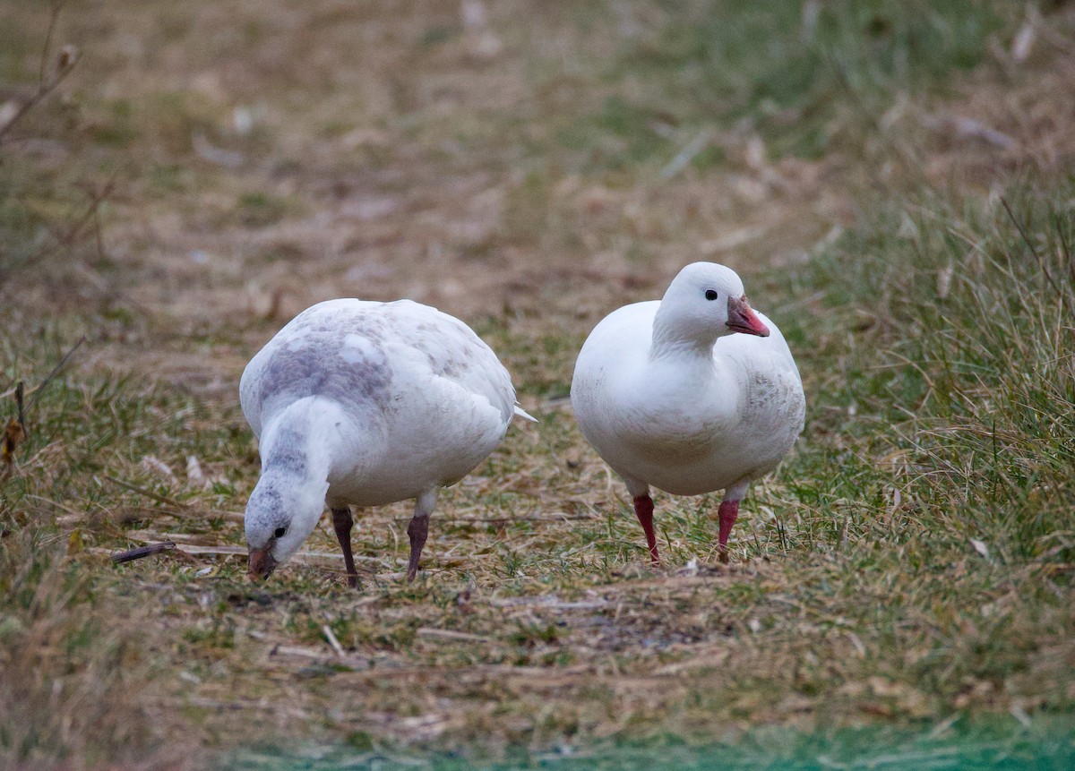 Гуска Роса - ML646557618