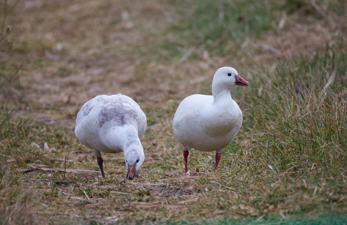 Гуска Роса - ML646557619