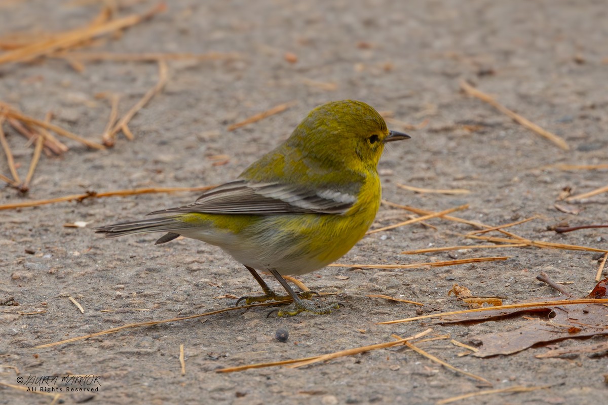 Paruline des pins - ML646557620