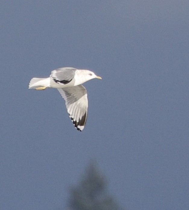 Мартин сивий аляскинський - ML646557621