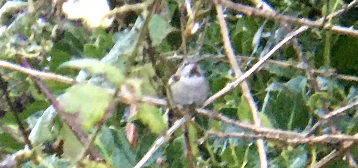 Каліпта рубіновоголова - ML646557623