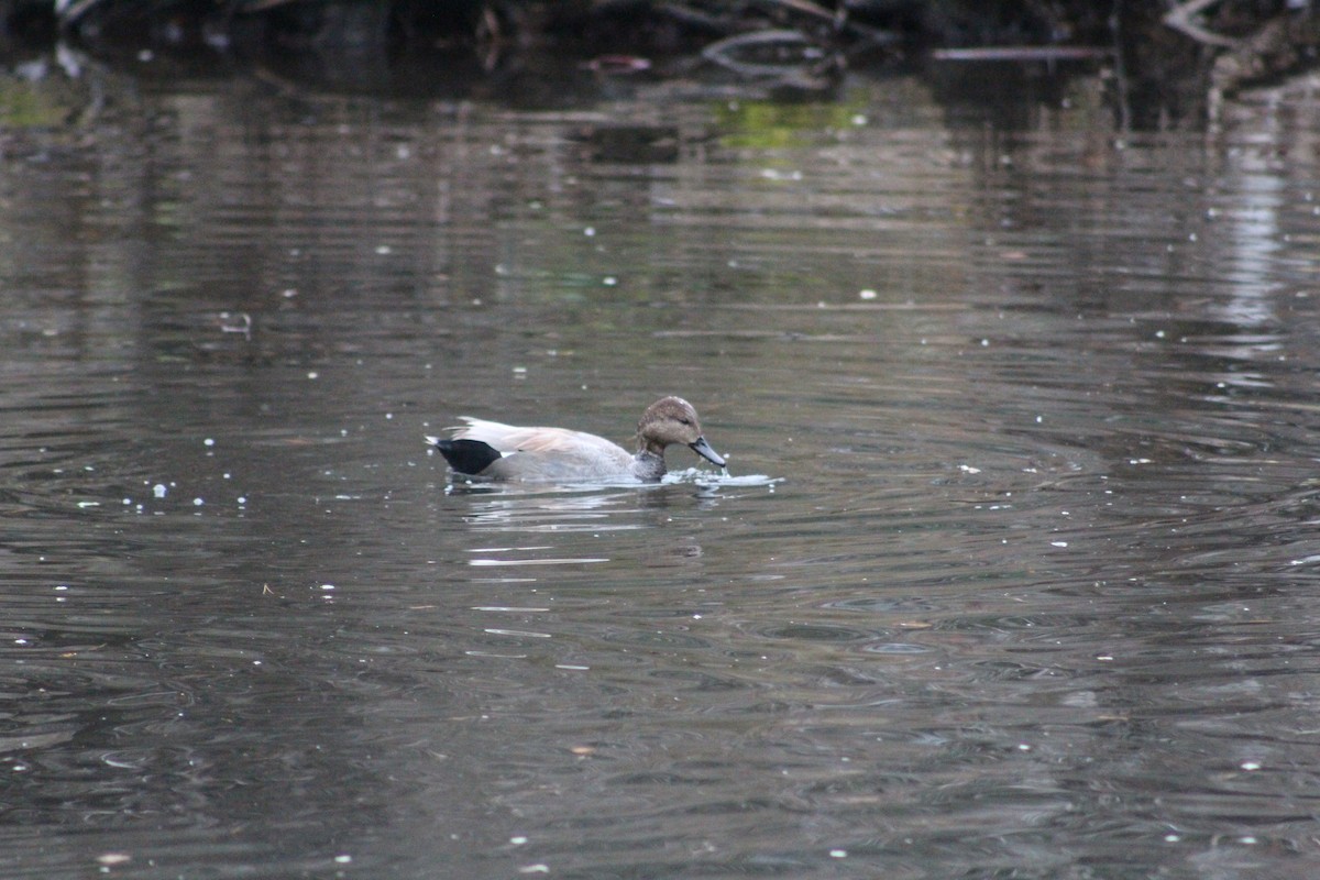 Нерозень - ML646557624