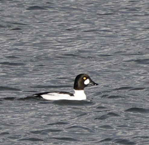 Гоголь зеленоголовий - ML646557625