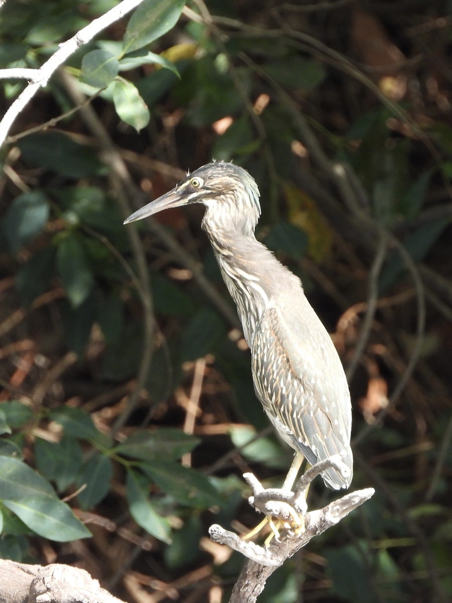 Чапля мангрова мала - ML646557626