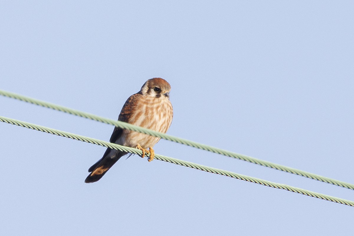 Боривітер американський - ML646557627