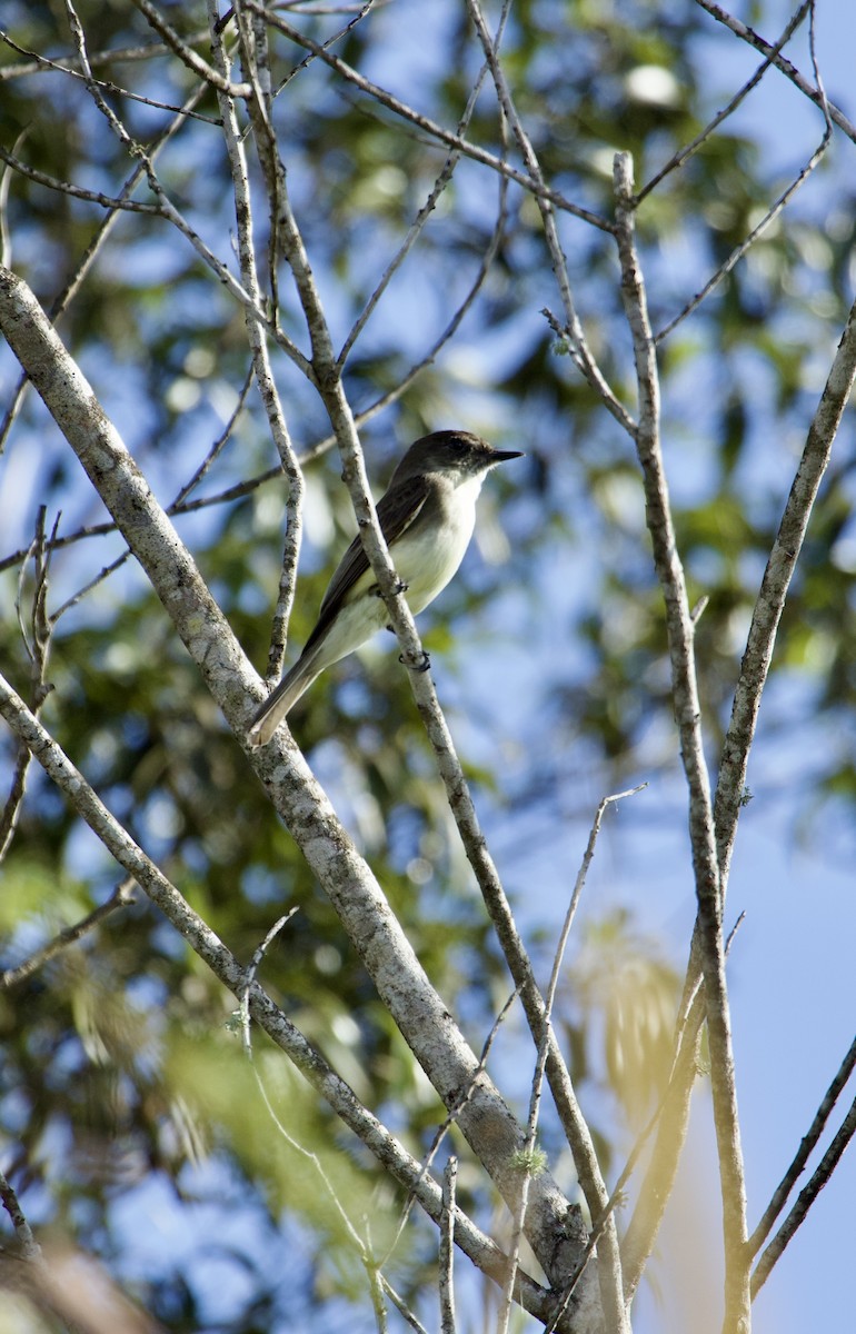 Феб буроспинний - ML646557628