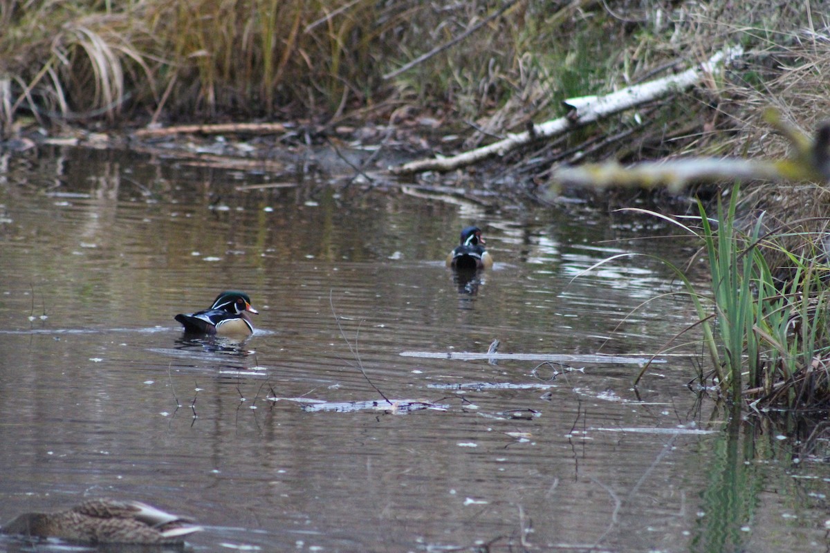 Каролінка - ML646557631