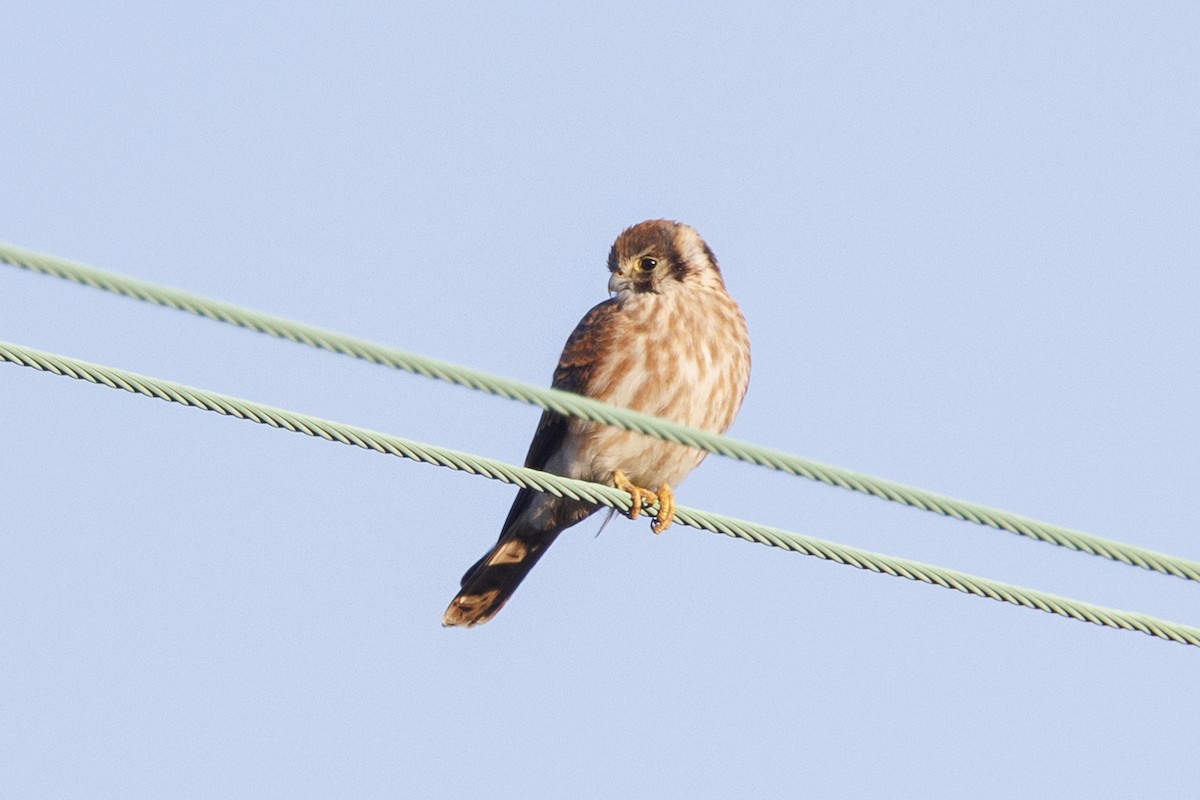 Боривітер американський - ML646557632