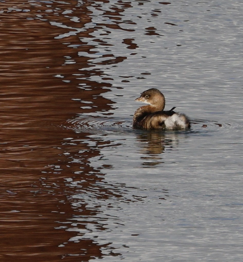 Пірникоза рябодзьоба - ML646557633