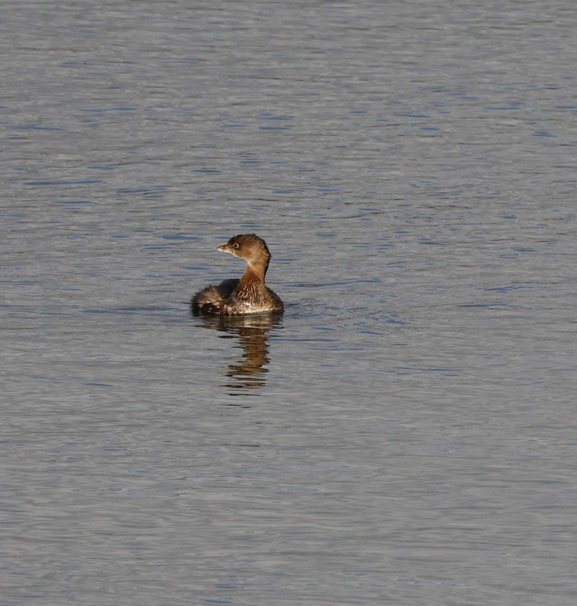 Пірникоза рябодзьоба - ML646557634