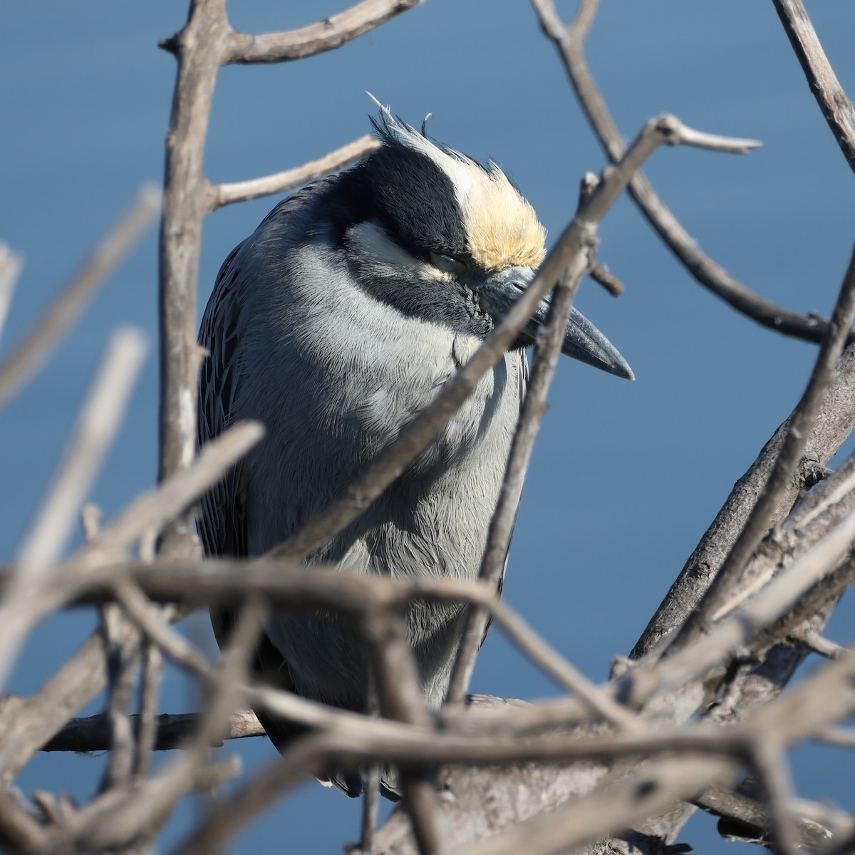 Yellow-crowned Night Heron - ML646557635