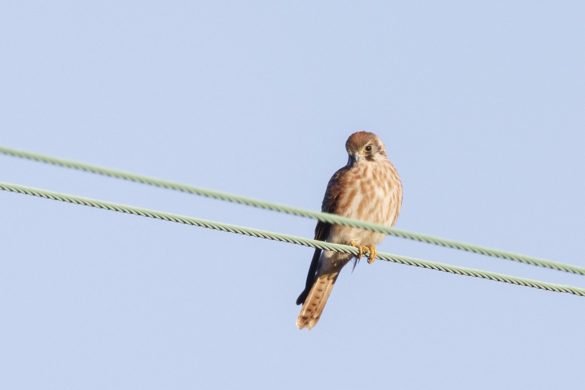 Боривітер американський - ML646557636