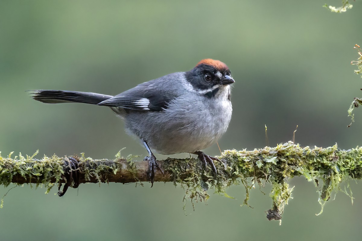 Заросляк сланцевий північний - ML646557637