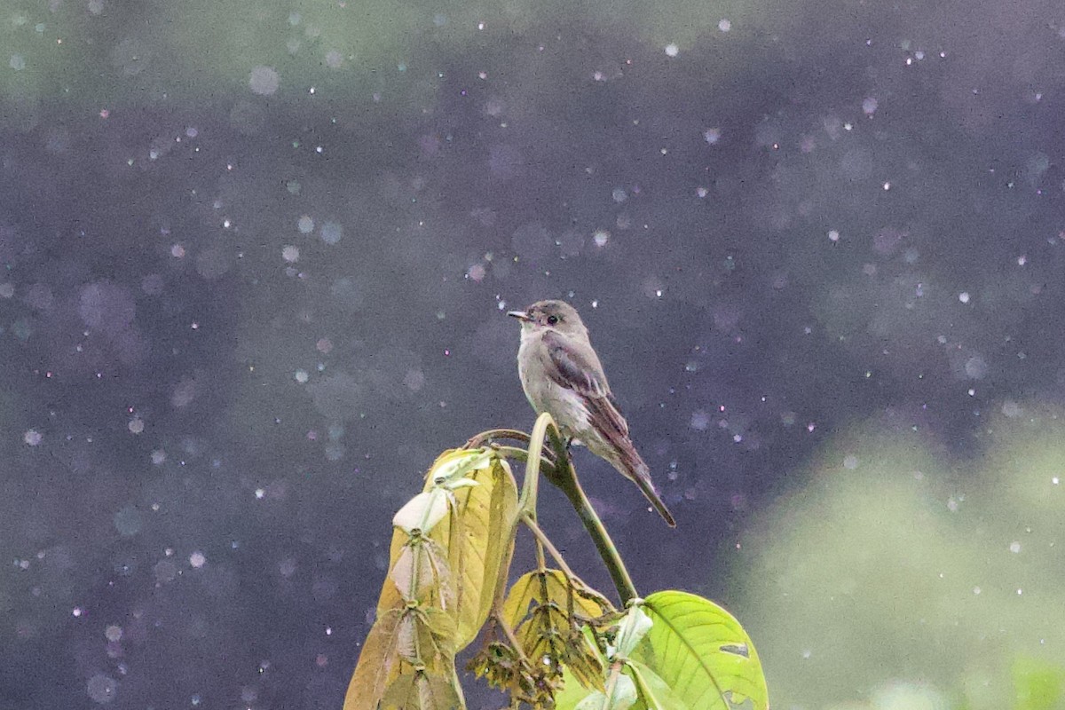 Копетон чорнодзьобий - ML646557638