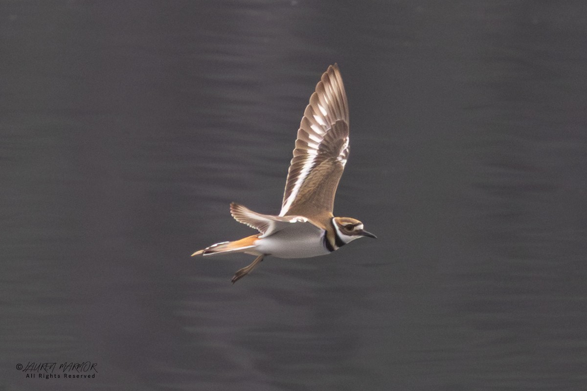 Пісочник крикливий - ML646557639