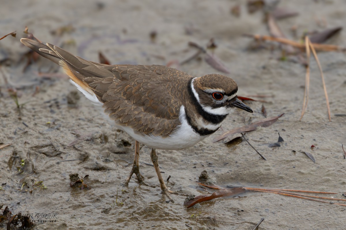 Пісочник крикливий - ML646557640