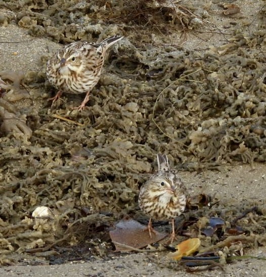 Пасовник савановий - ML646557641