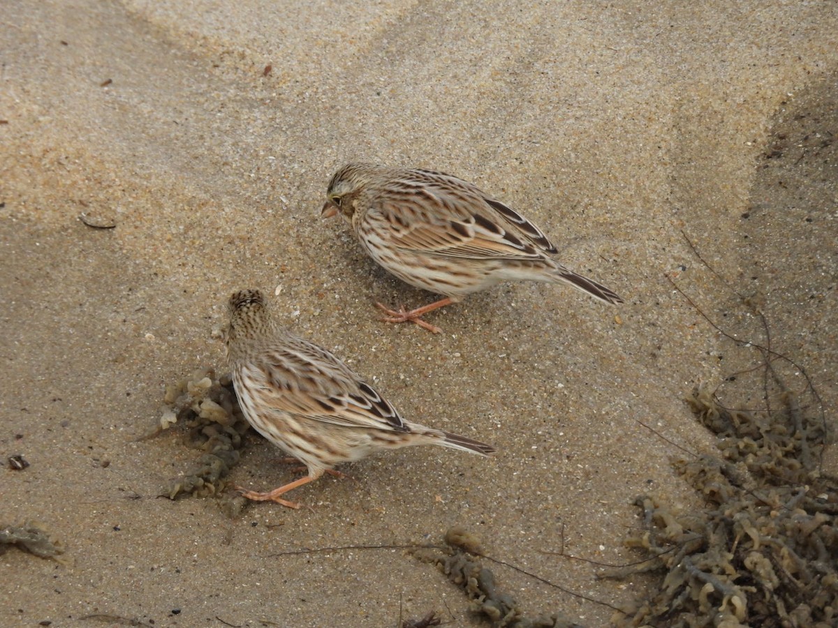 Пасовник савановий - ML646557642