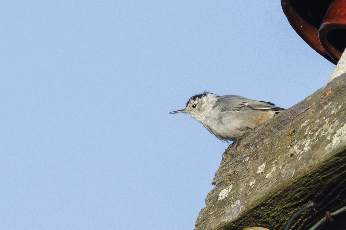 Повзик каролінський - ML646557644