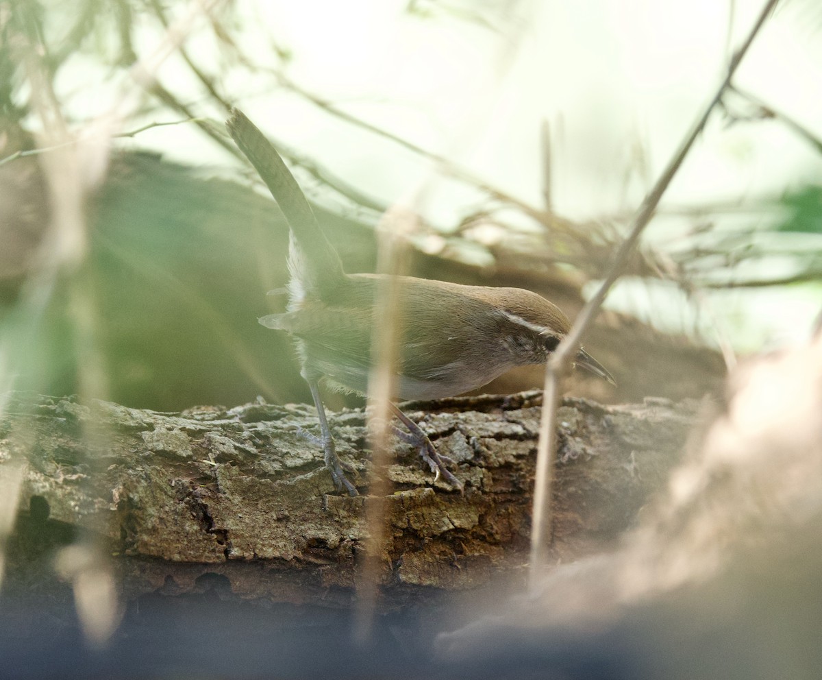 Підбуреник - ML646557646