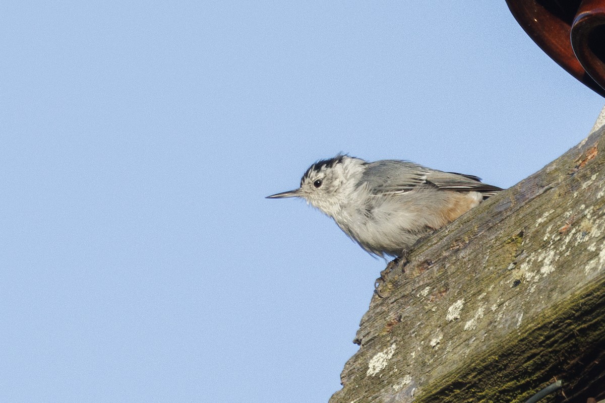 Повзик каролінський - ML646557647