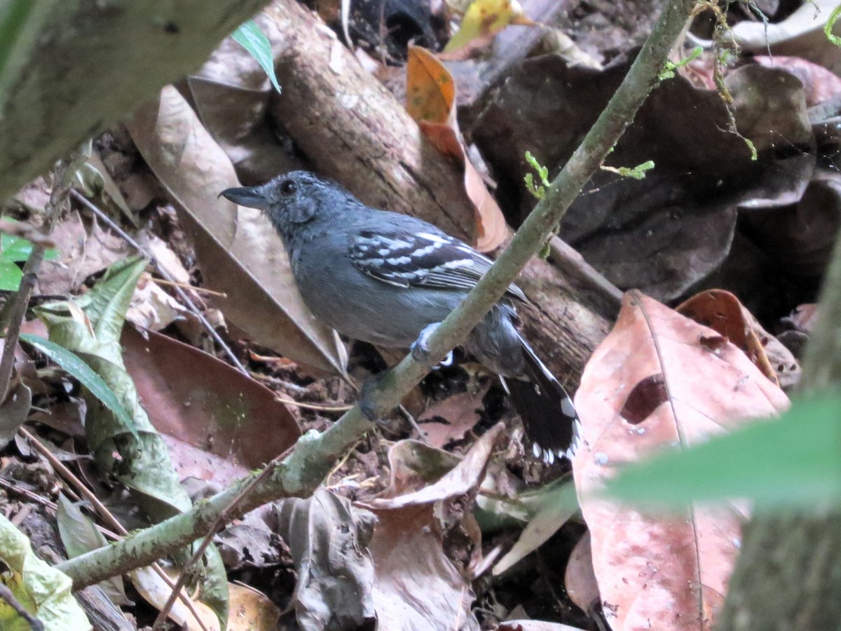 Black-crowned Antshrike - ML646557648