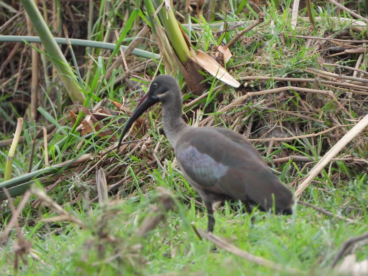 Hadada Aynağı - ML646557649