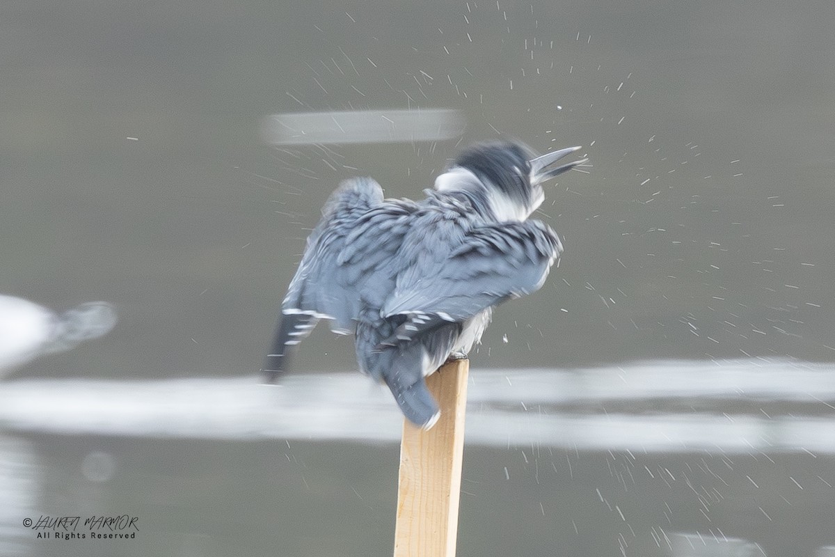 Belted Kingfisher - ML646557658