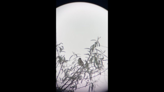 Піві-малюк вільховий - ML646557668