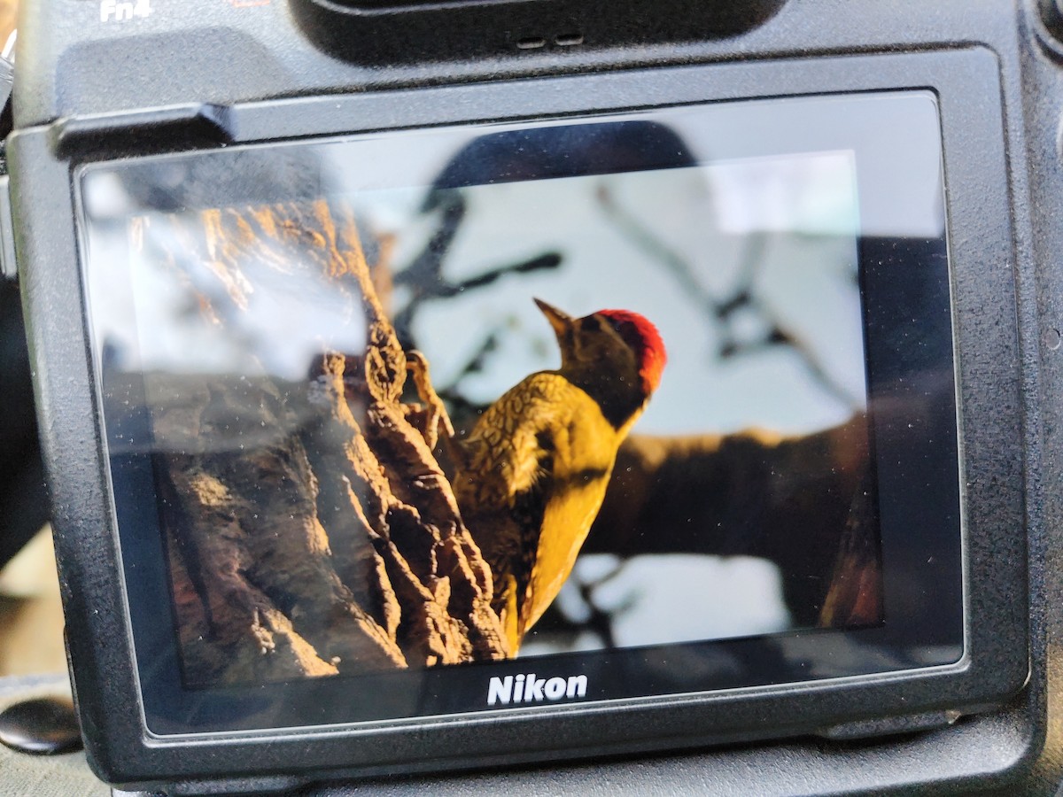 Streak-throated Woodpecker - ML646557669
