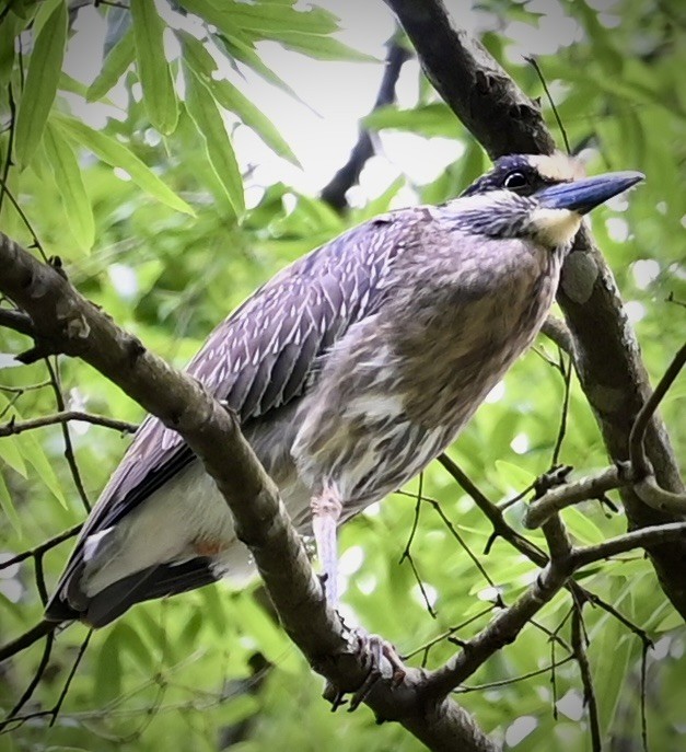 Yellow-crowned Night Heron - ML646557670