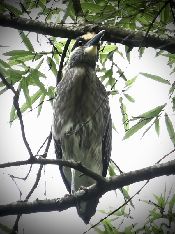 Yellow-crowned Night Heron - ML646557671