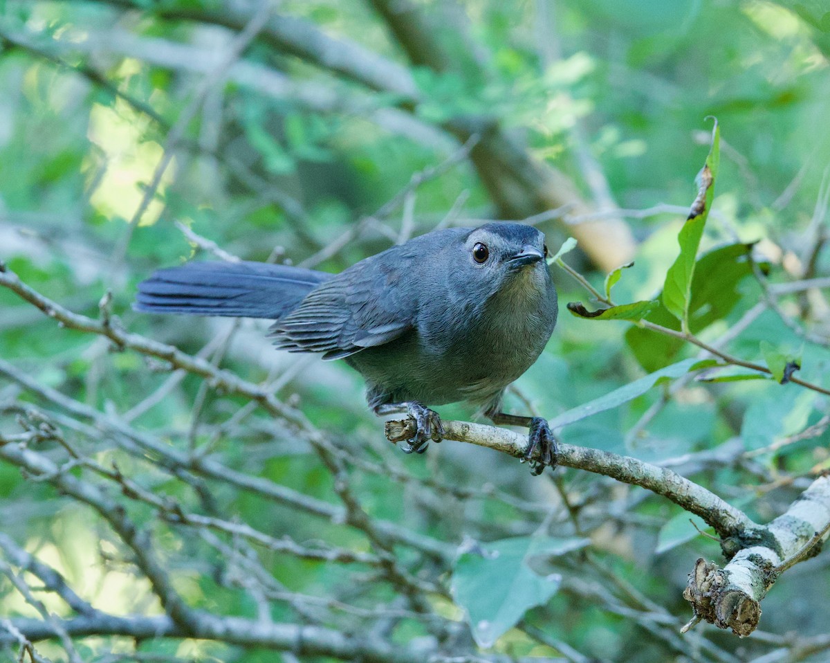 Пересмішник сірий - ML646557674