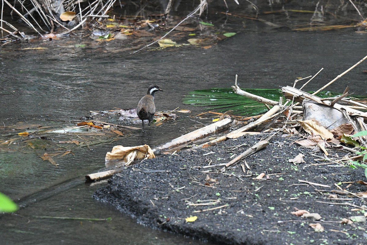 Barred Rail - ML646557683