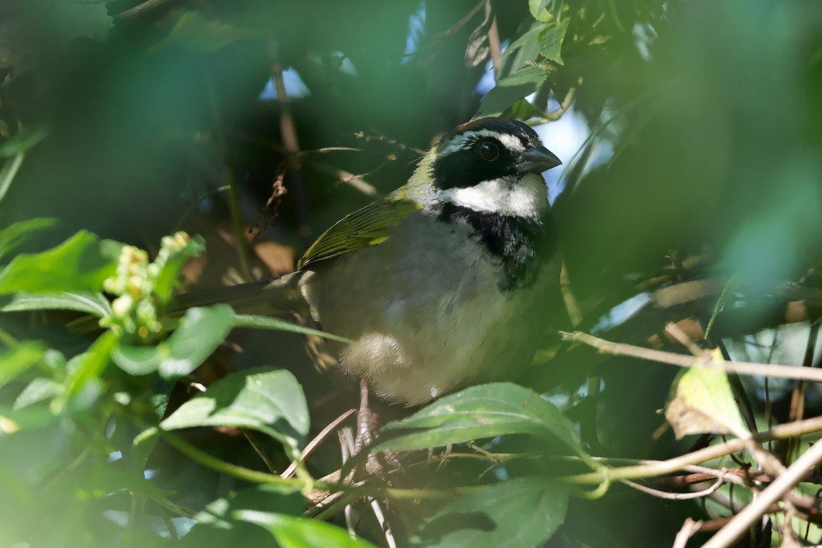 Collared Towhee - ML646557684
