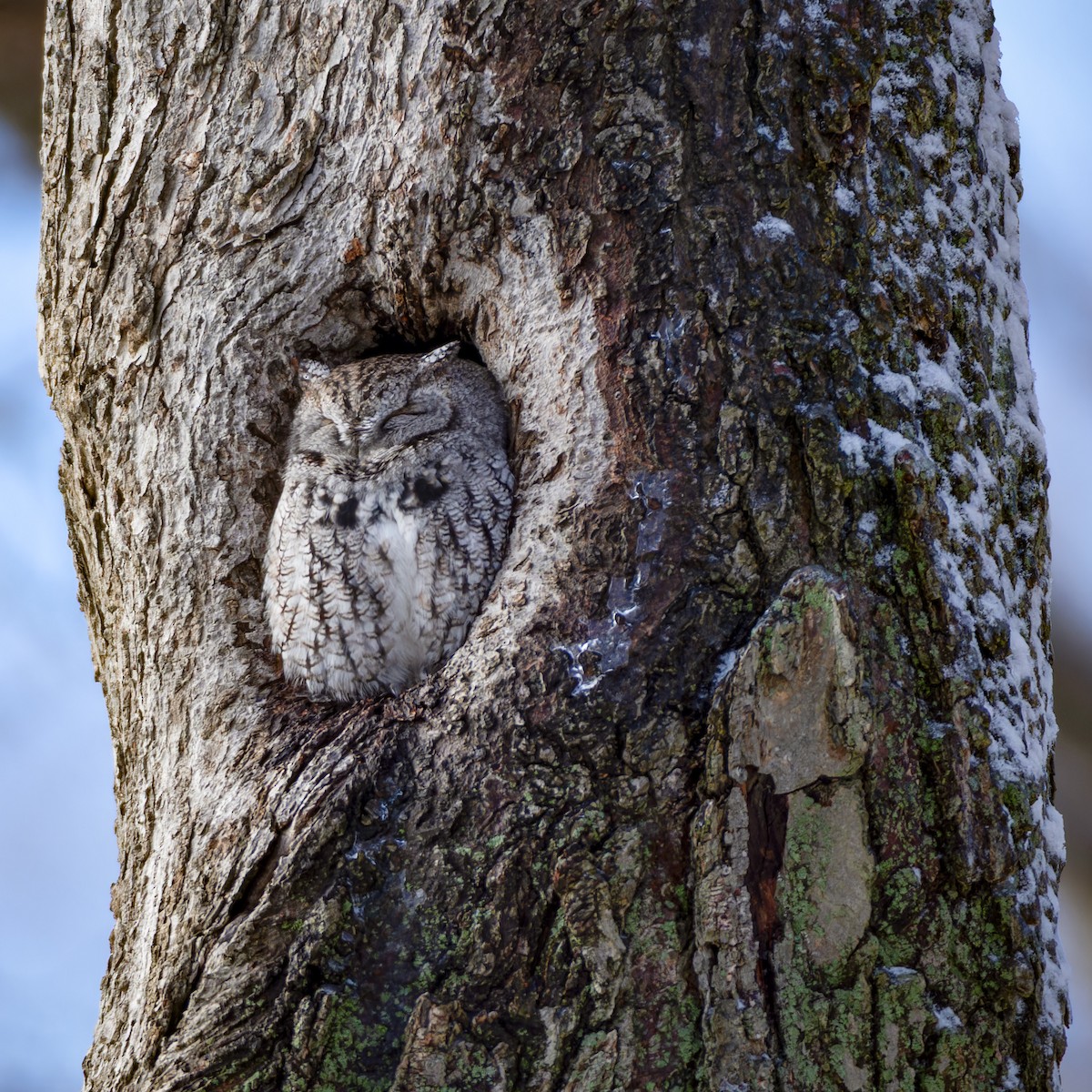 Eastern Screech-Owl - ML646557689