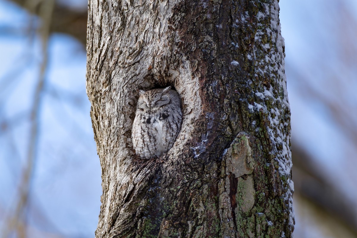 Eastern Screech-Owl - ML646557691