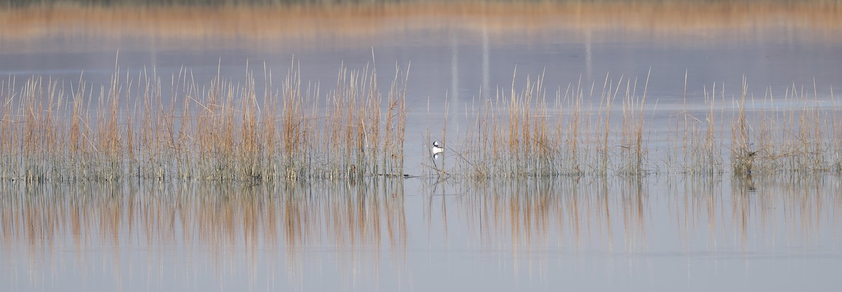 Bufflehead - ML646557692