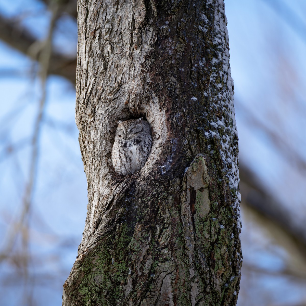 Eastern Screech-Owl - ML646557693