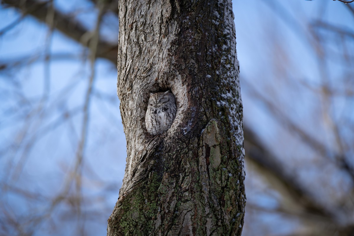 Eastern Screech-Owl - ML646557694