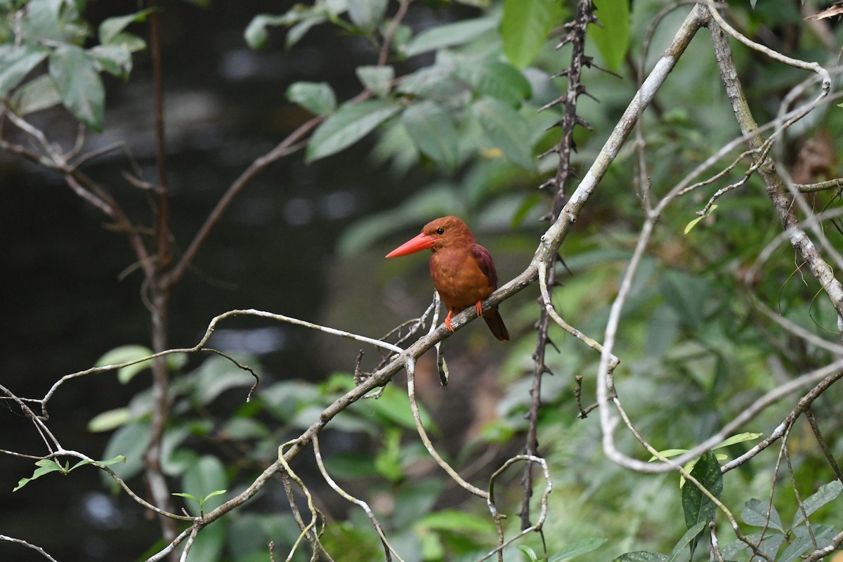 Ruddy Kingfisher - ML646557695