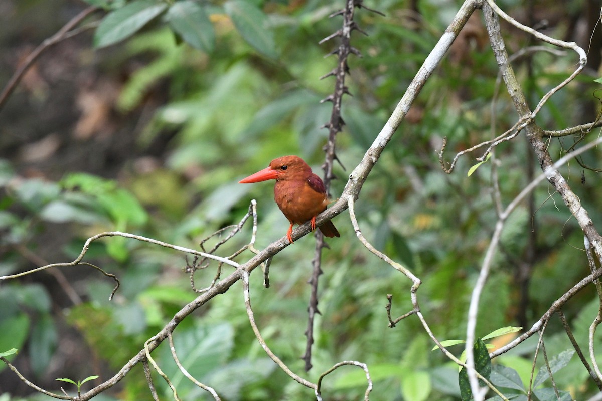 Ruddy Kingfisher - ML646557696