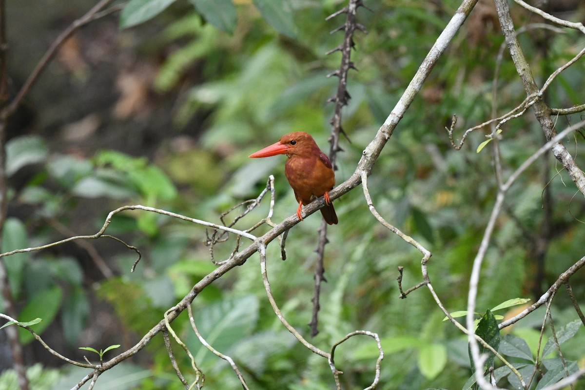 Ruddy Kingfisher - ML646557697
