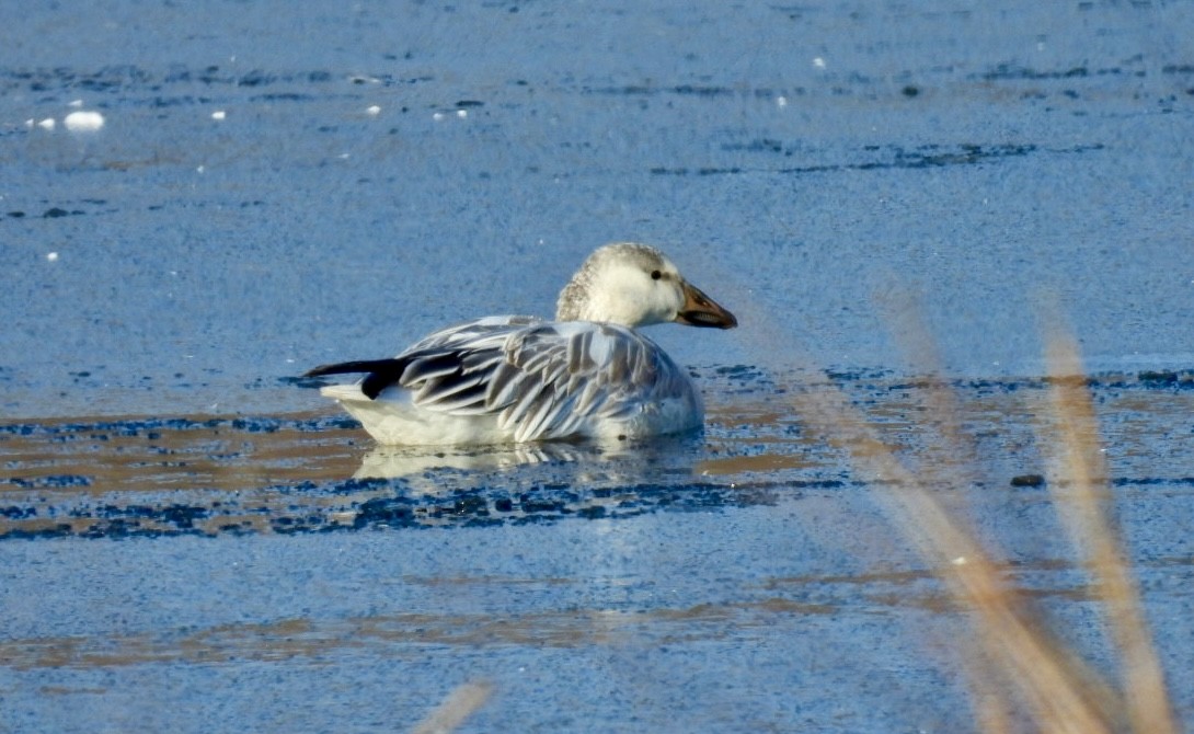 אווז שלג - ML646557698